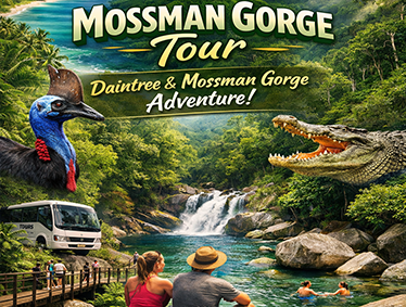 Cairns to Mossman Gorge Tour | Daintree and Mossman Gorge Tour